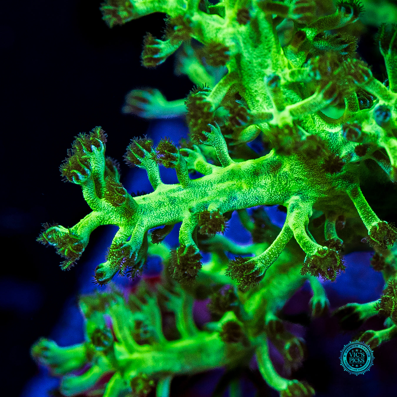 WWC Kaiju Hariy Leather