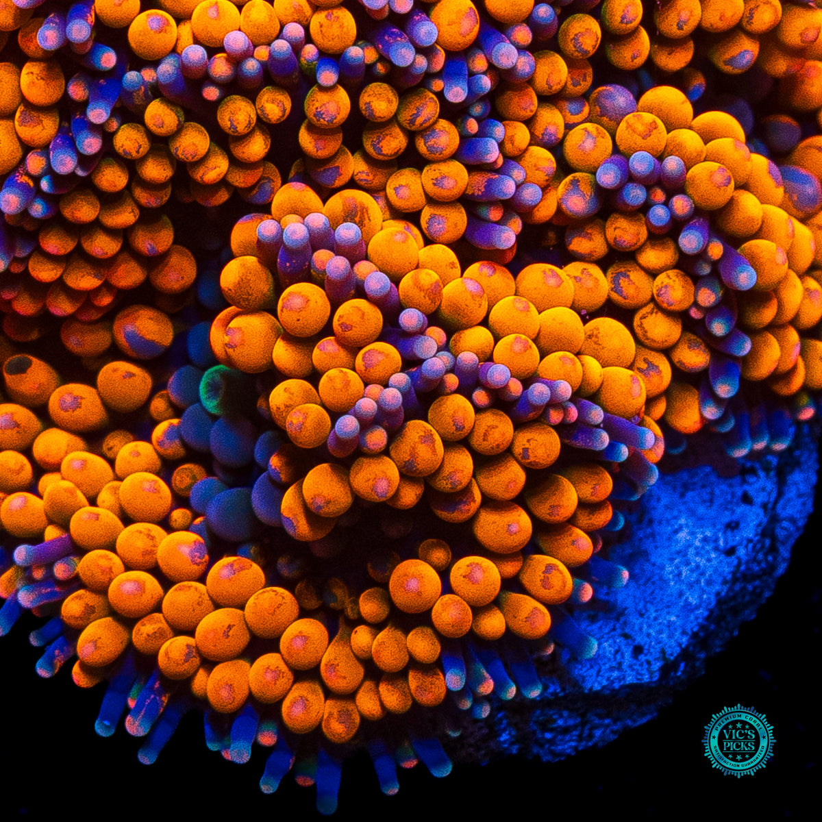 Rainbow Rim Ricordea Mushroom