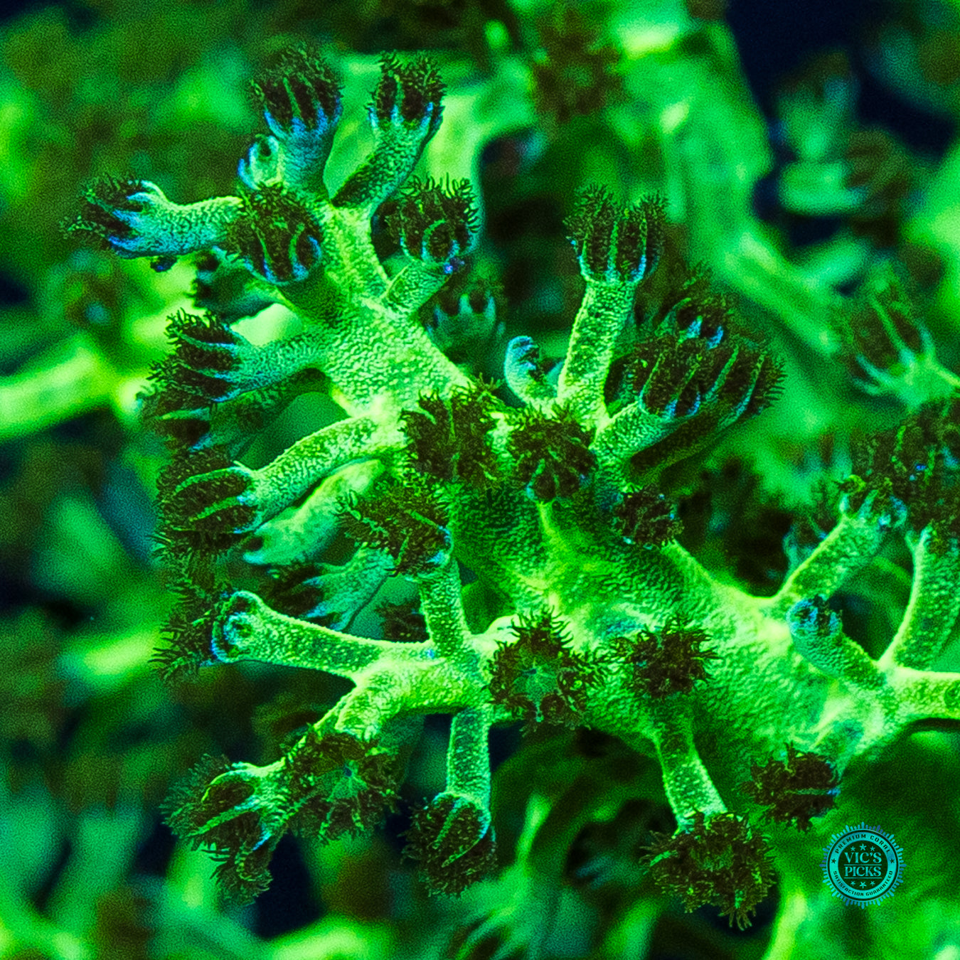 WWC Kaiju Hariy Leather