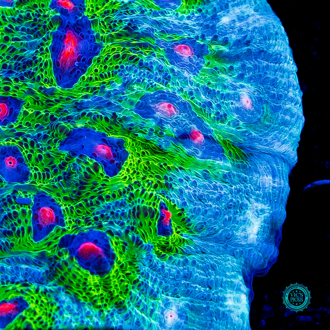 WWC Avatar Mycedium Chalice
