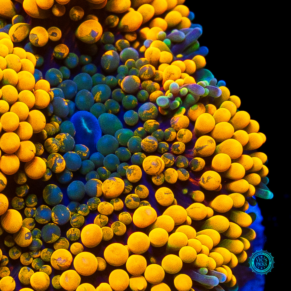 Citrus Bomb Ricordea Mushroom
