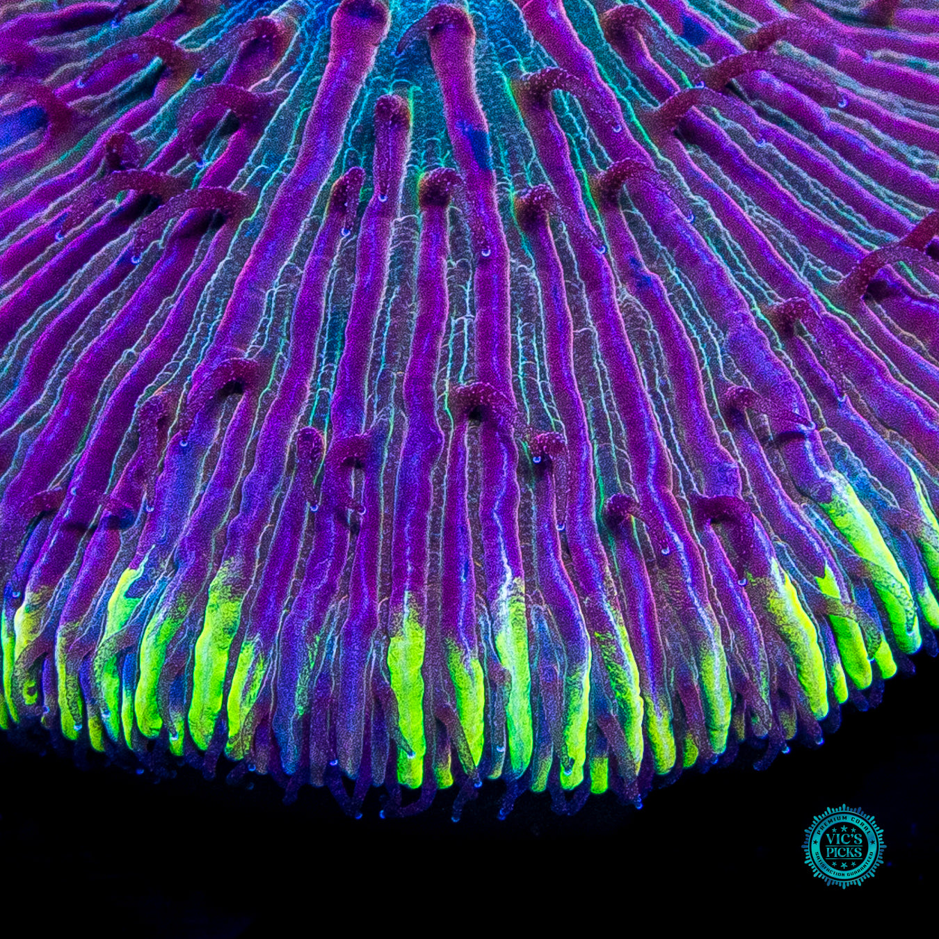 Electroberry Plate
