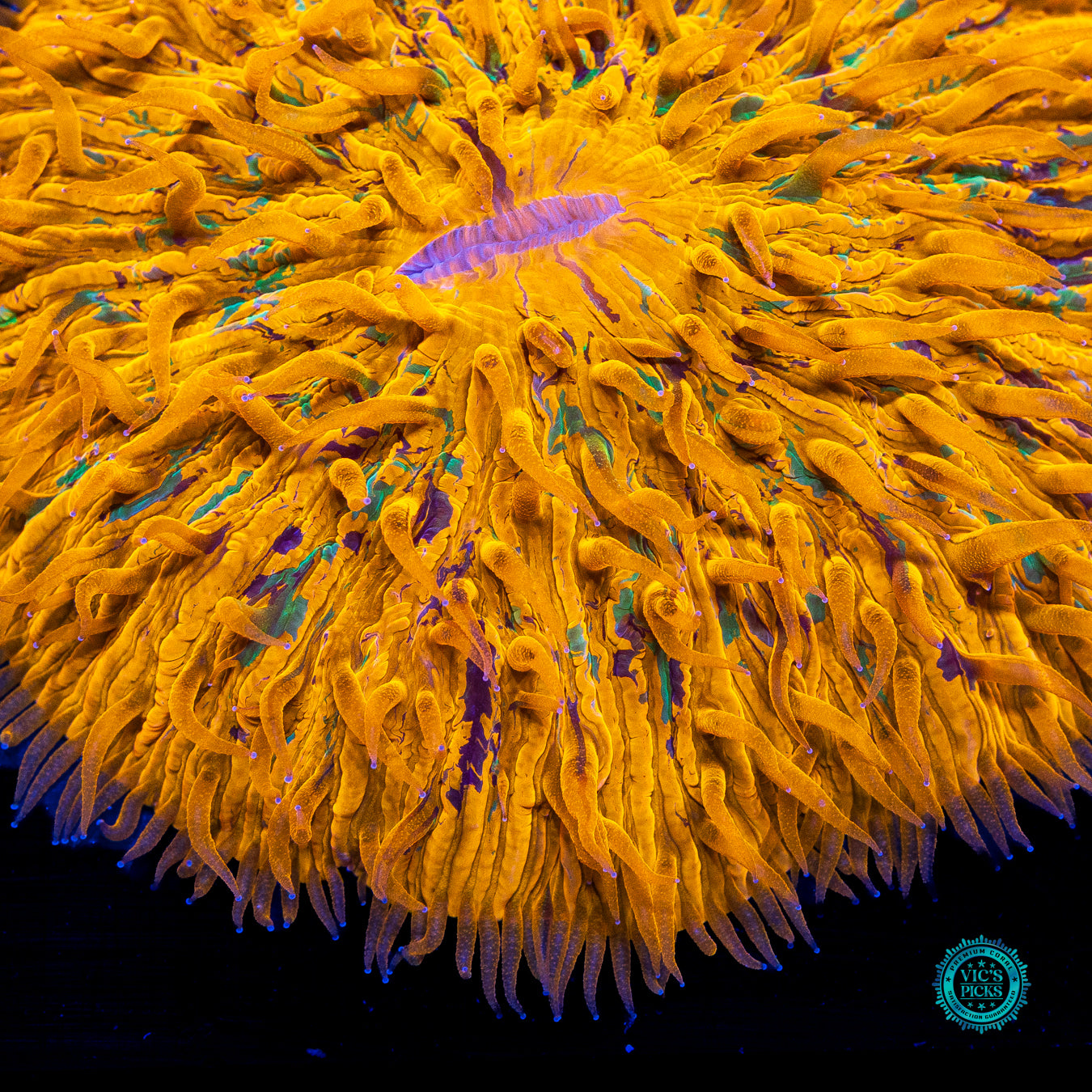 Sun Speckled Plate