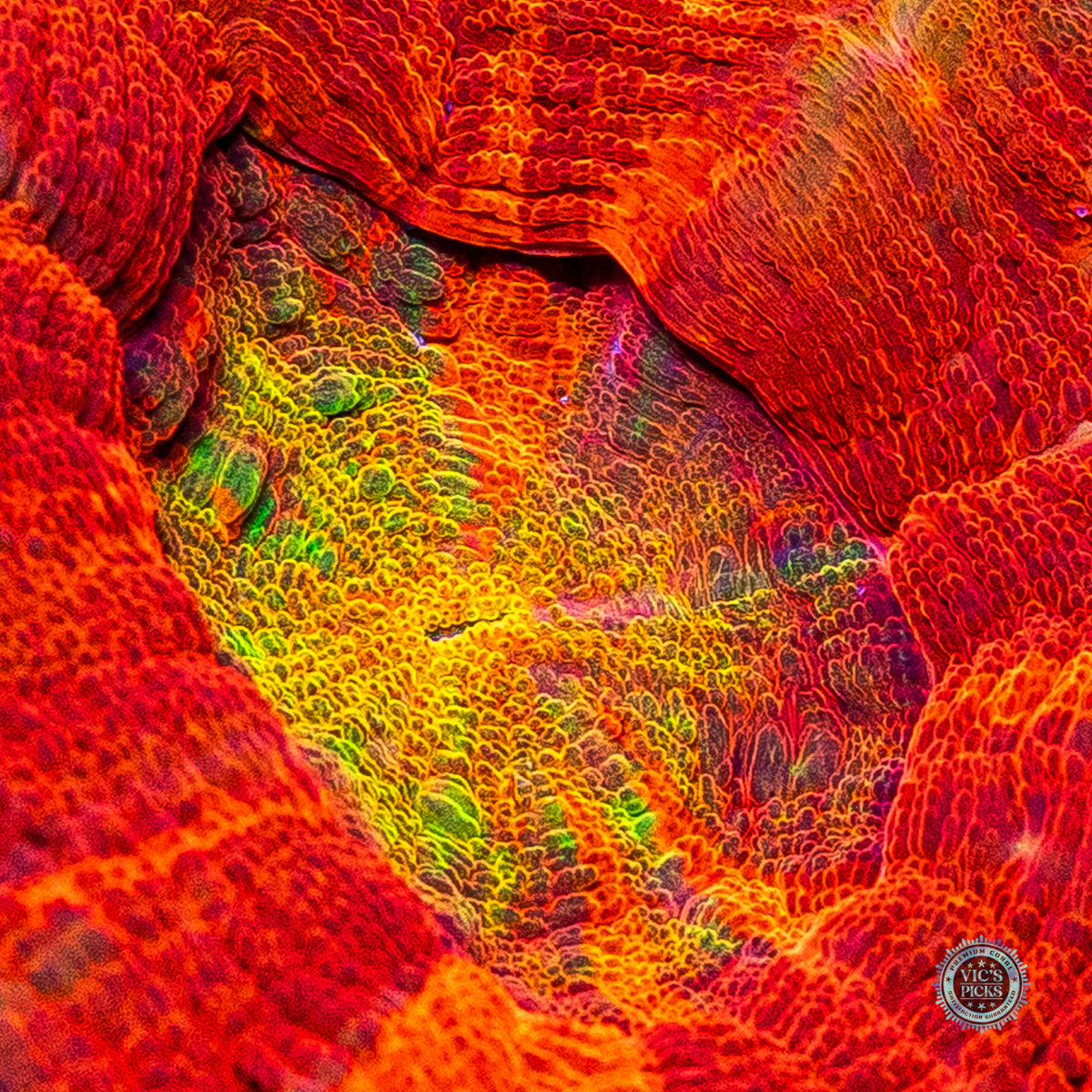 Burning Sun Scolymia