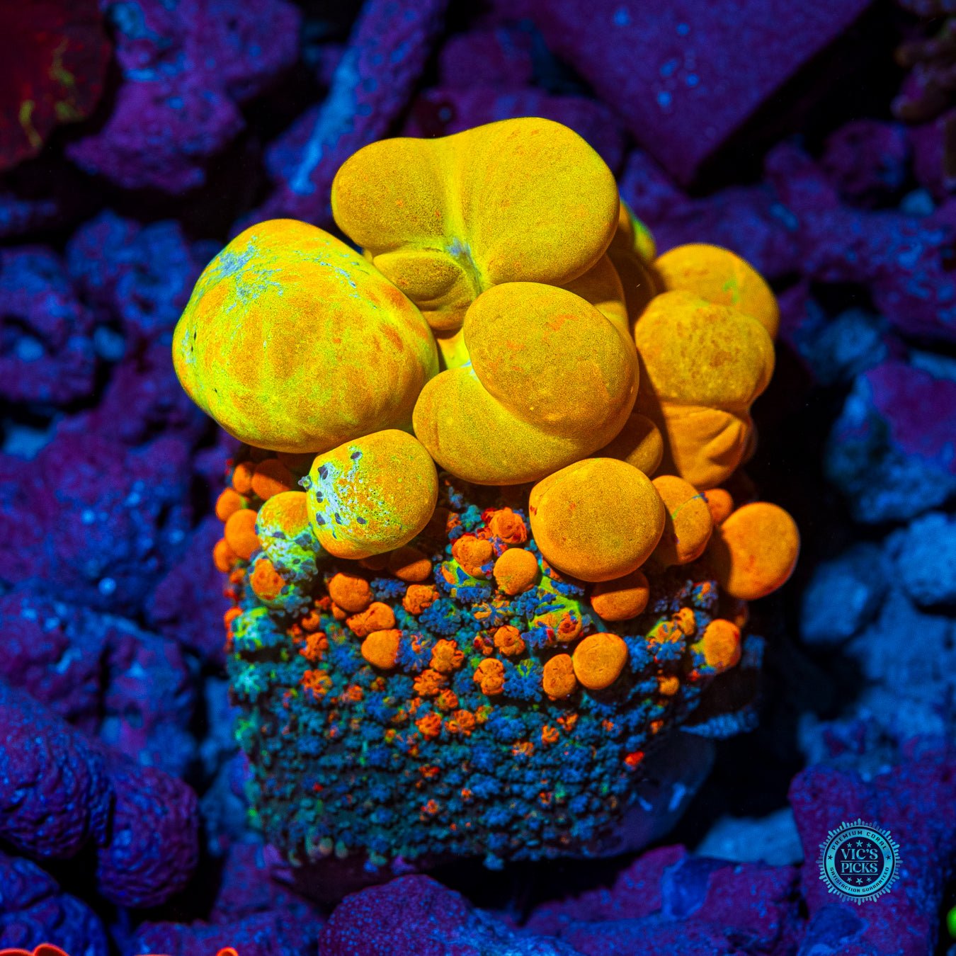 WWC OG Bounce Mushroom