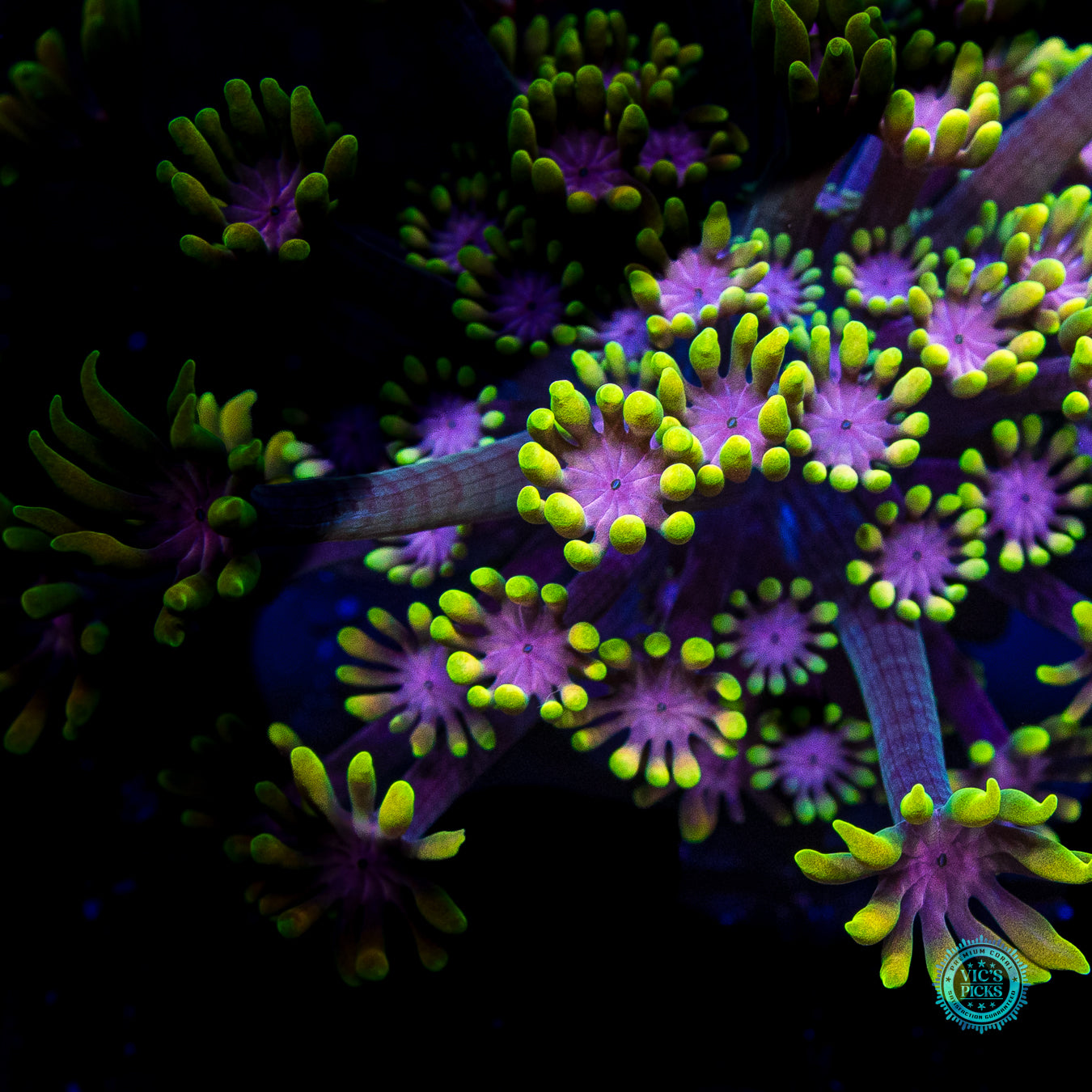WWC Guava Berry Alveopora