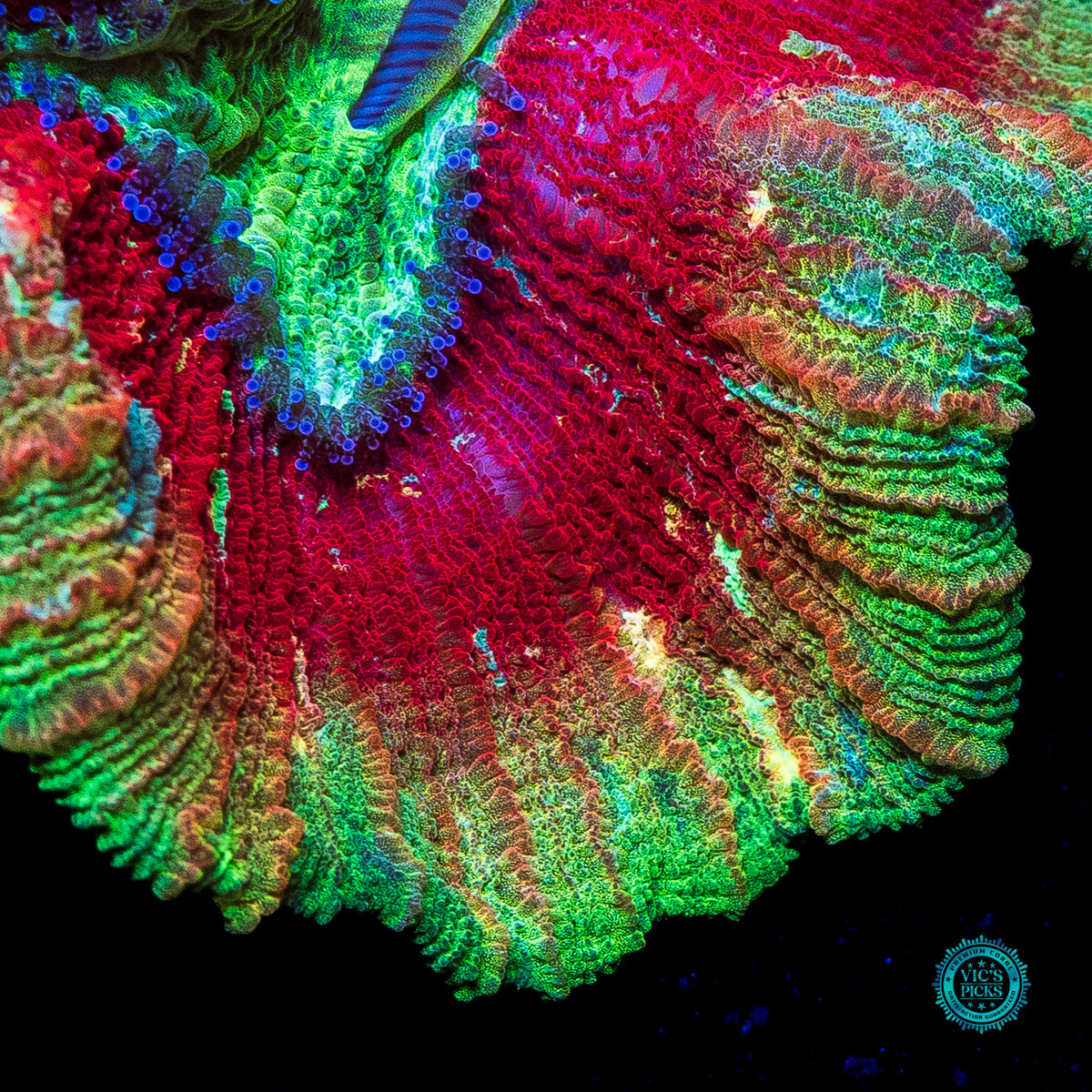 Cosmic Crimson Trachyphyllia