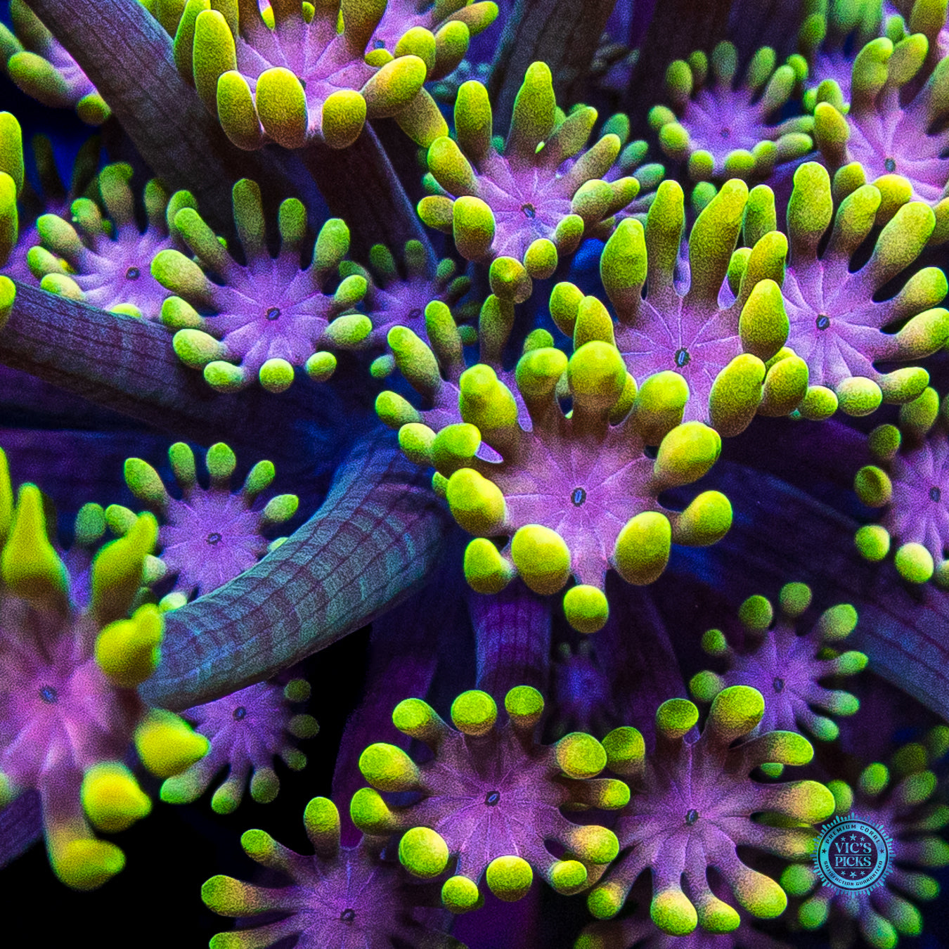 WWC Guava Berry Alveopora