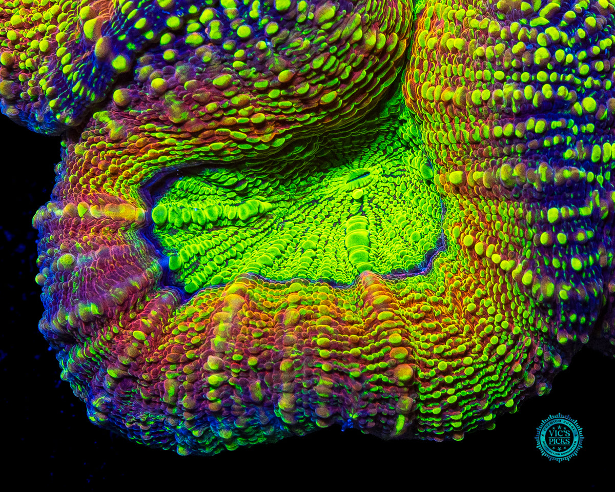 XXL Alien Experiment Lobophyllia