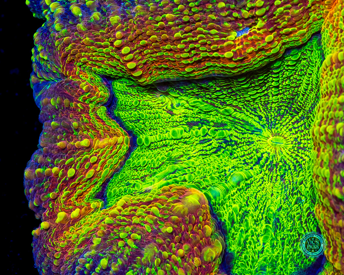 XXL Alien Experiment Lobophyllia