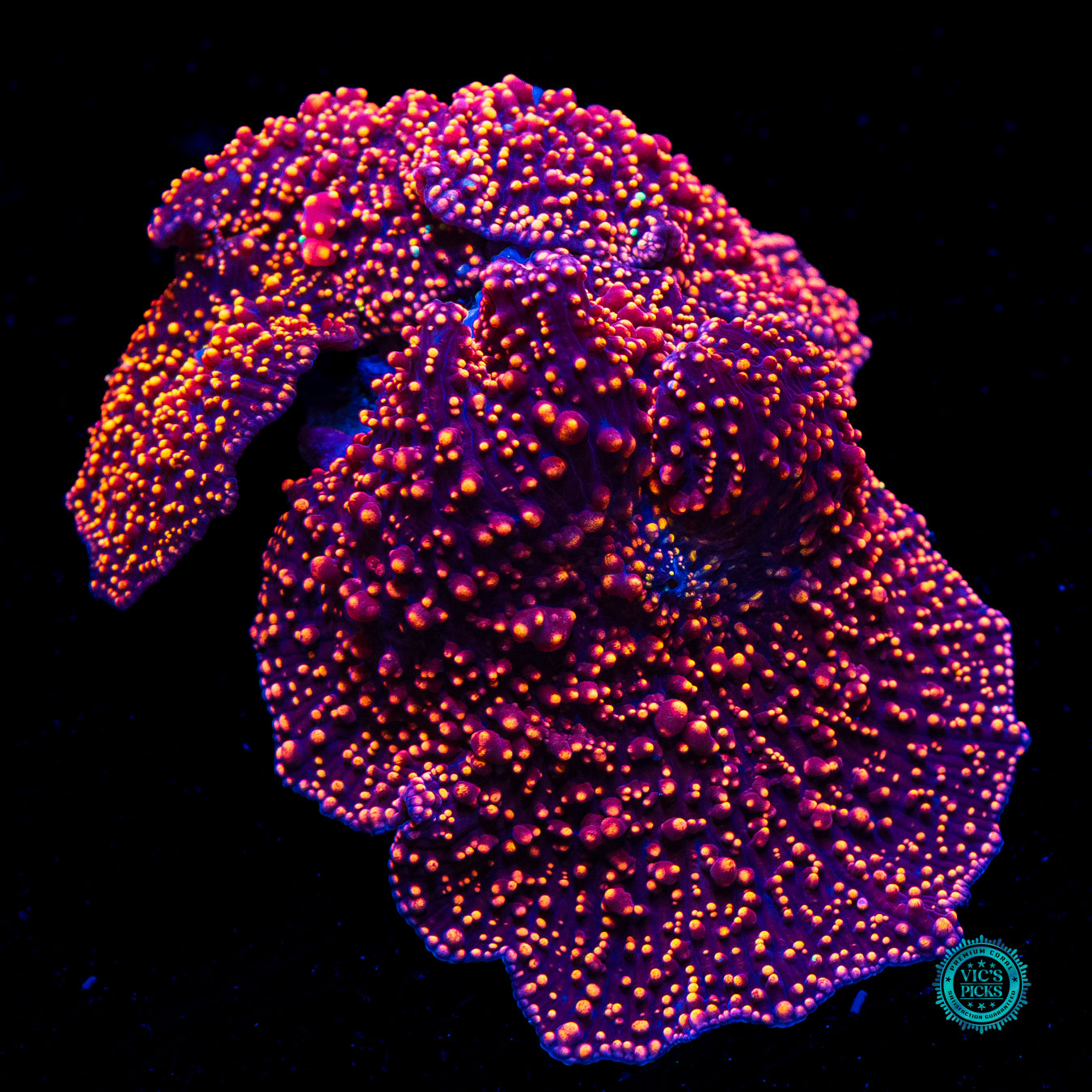 Interstellar Colony Mushroom