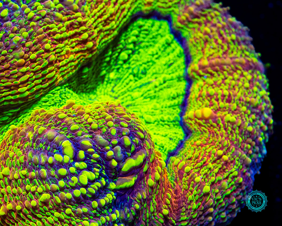 XXL Alien Experiment Lobophyllia