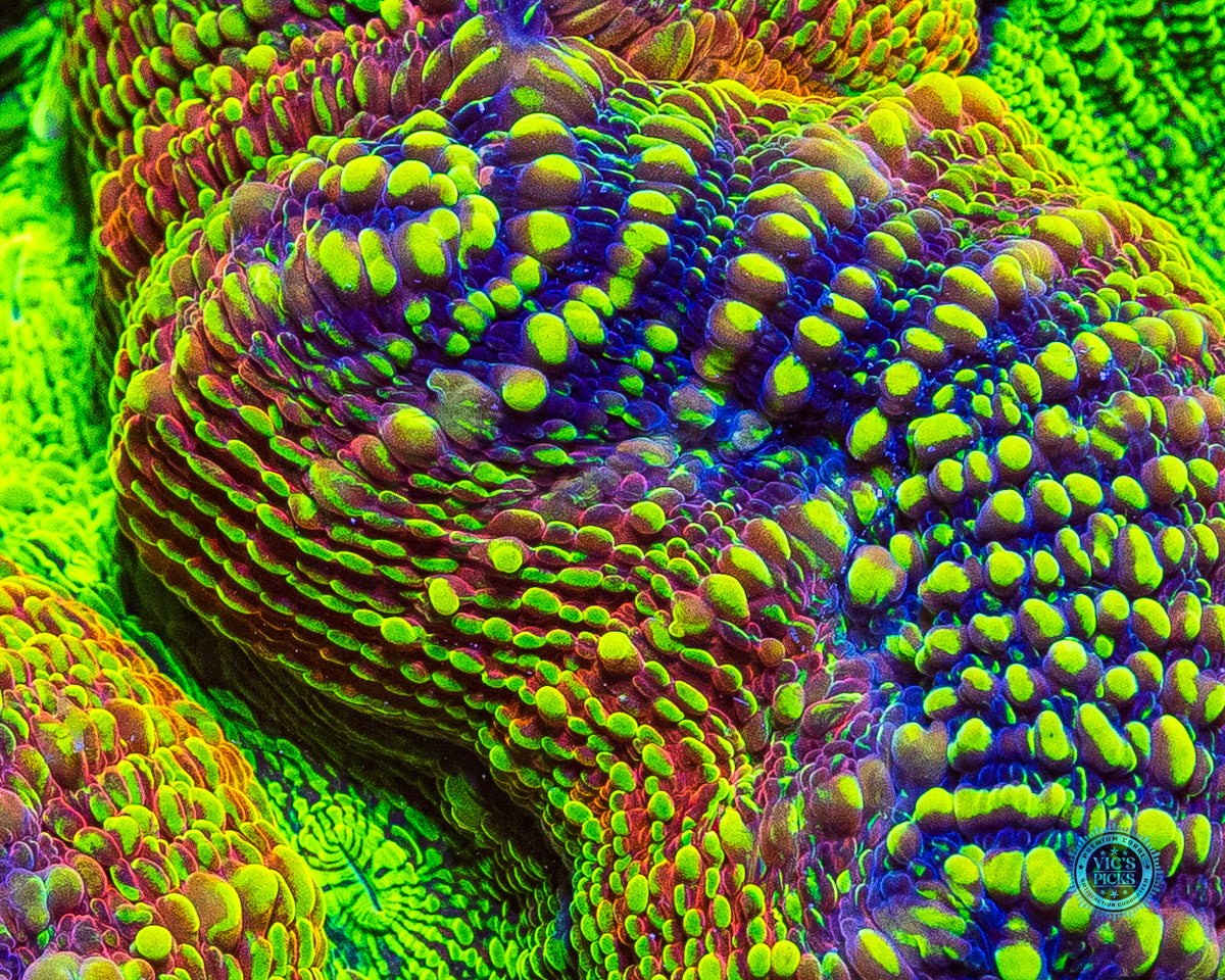 XXL Alien Experiment Lobophyllia