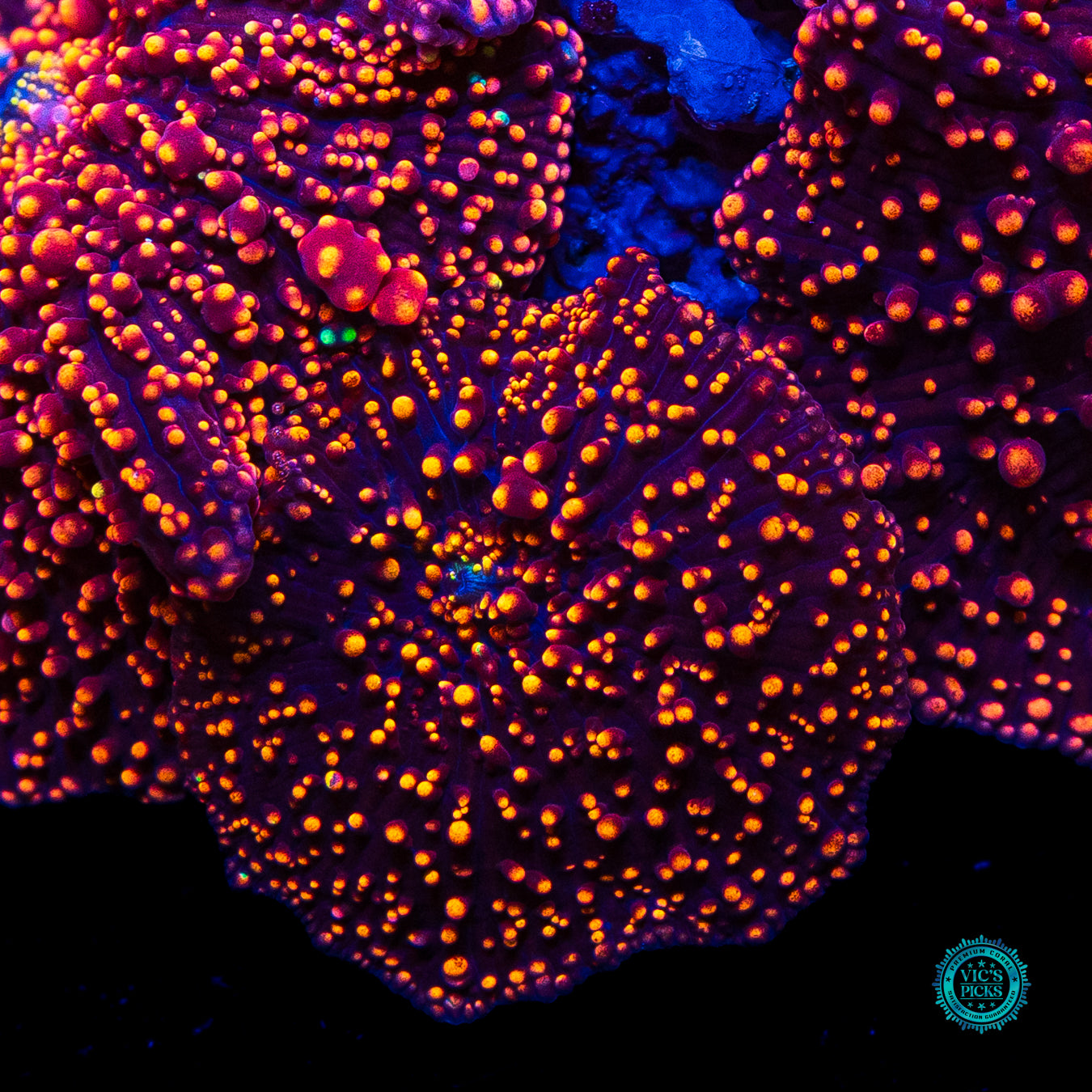 Interstellar Colony Mushroom