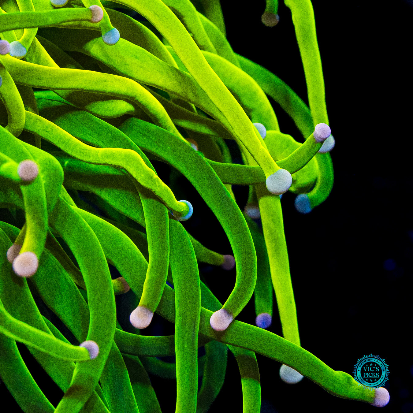 Grafted Cotton Candy Torch