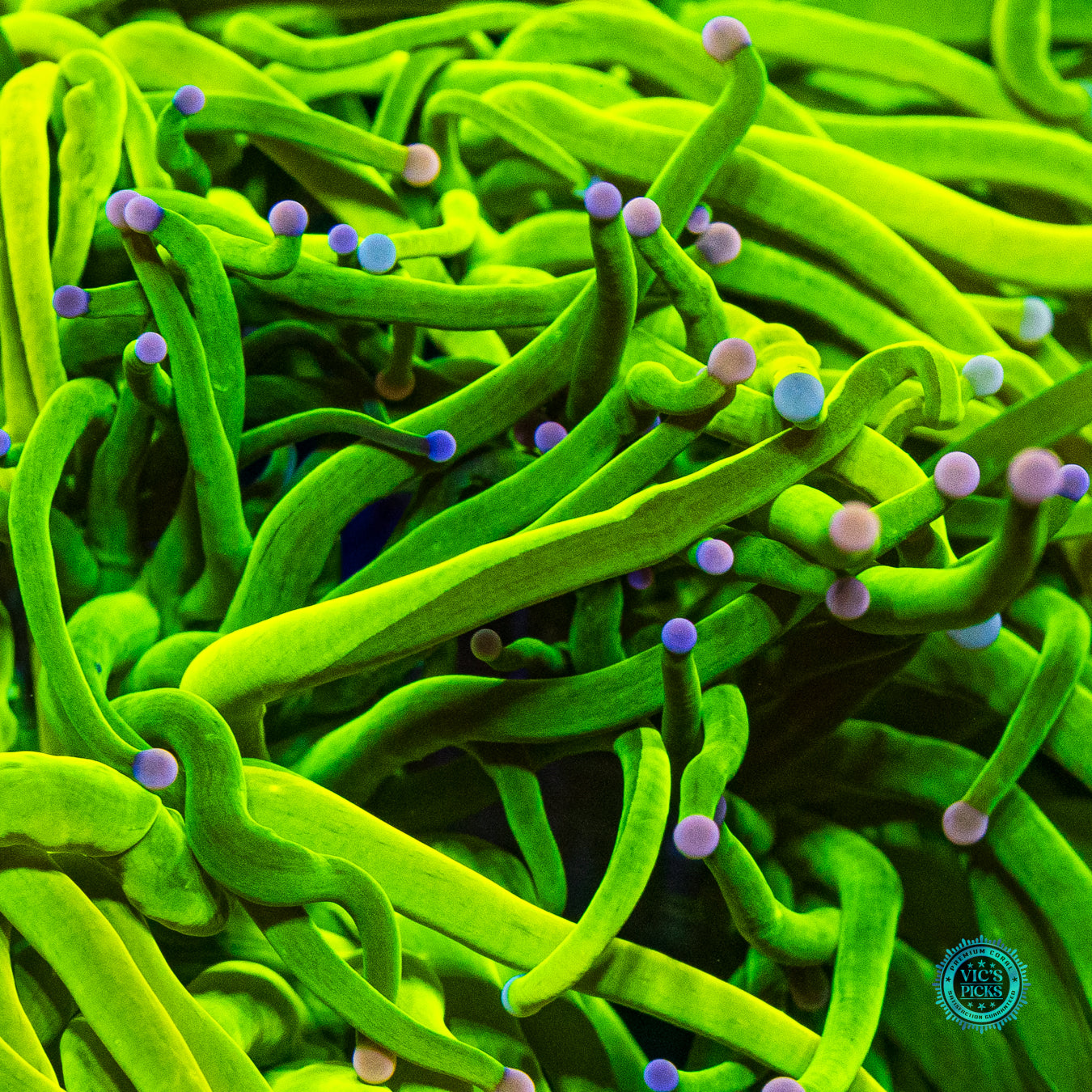 Grafted Cotton Candy Torch