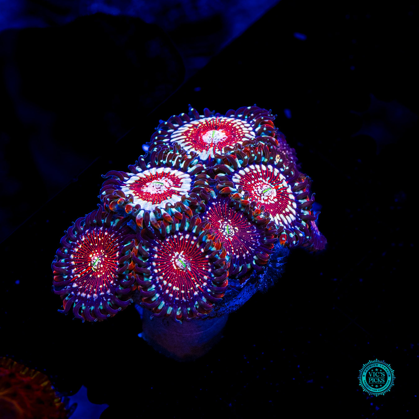 Salted Agave Zoanthids