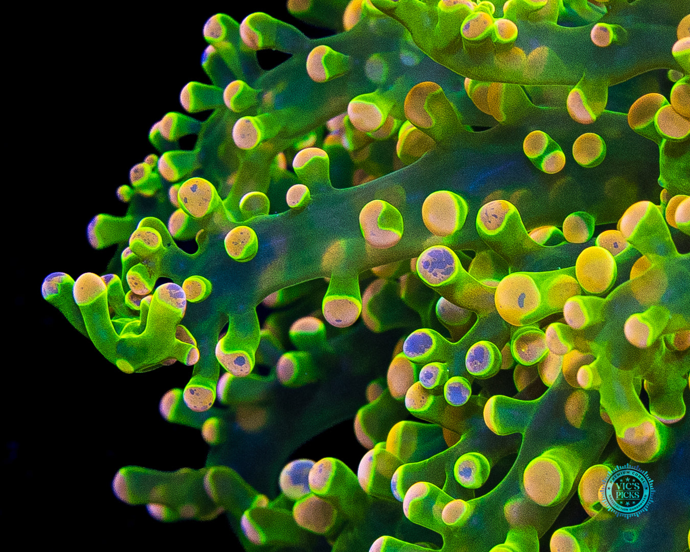 Toxic Green Splatter Wall Frogspawn