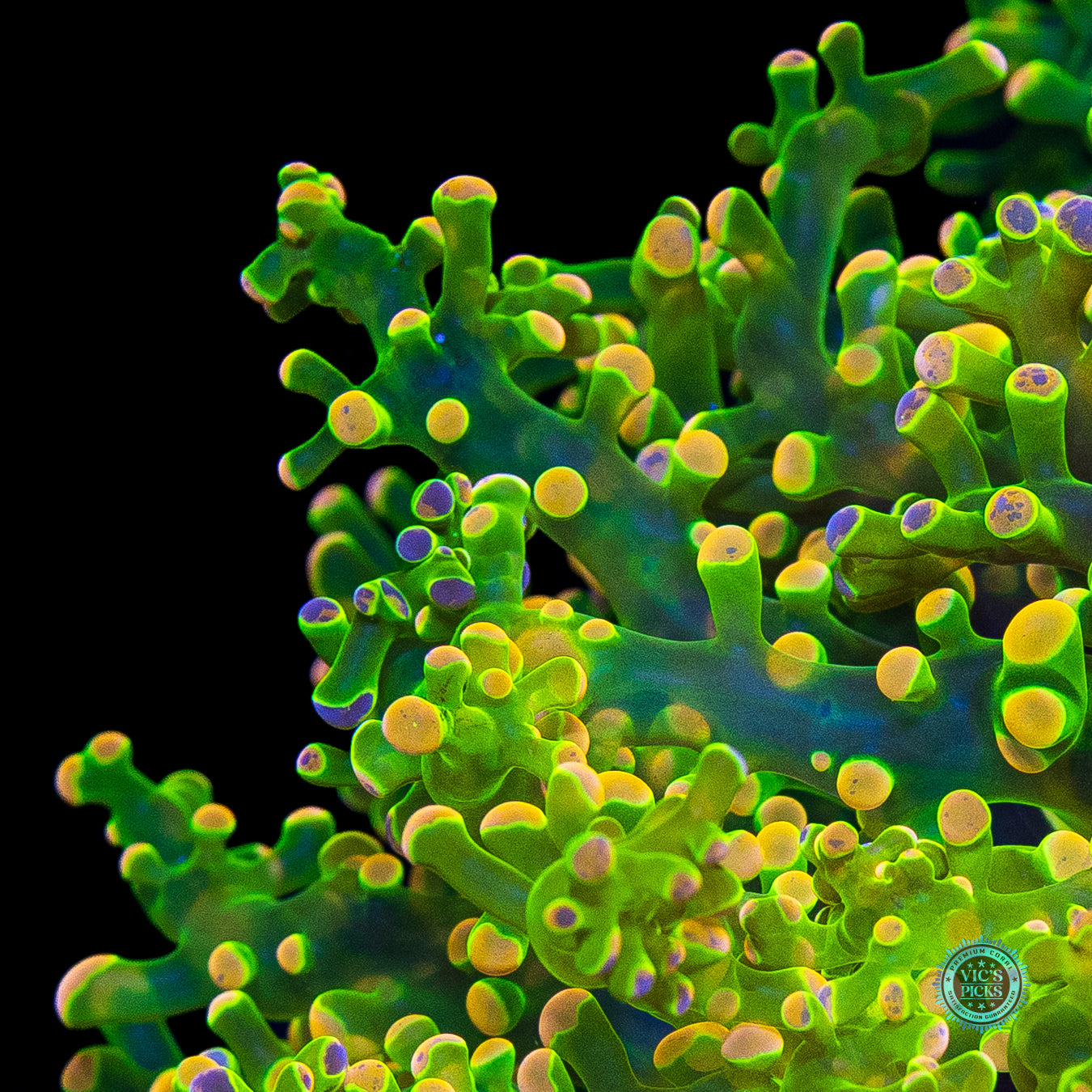 Toxic Green Splatter Wall Frogspawn