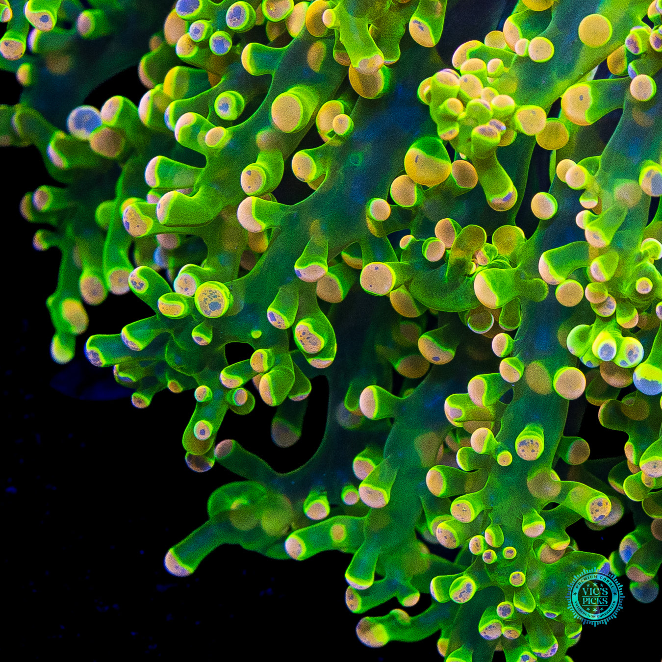 Toxic Green Splatter Wall Frogspawn