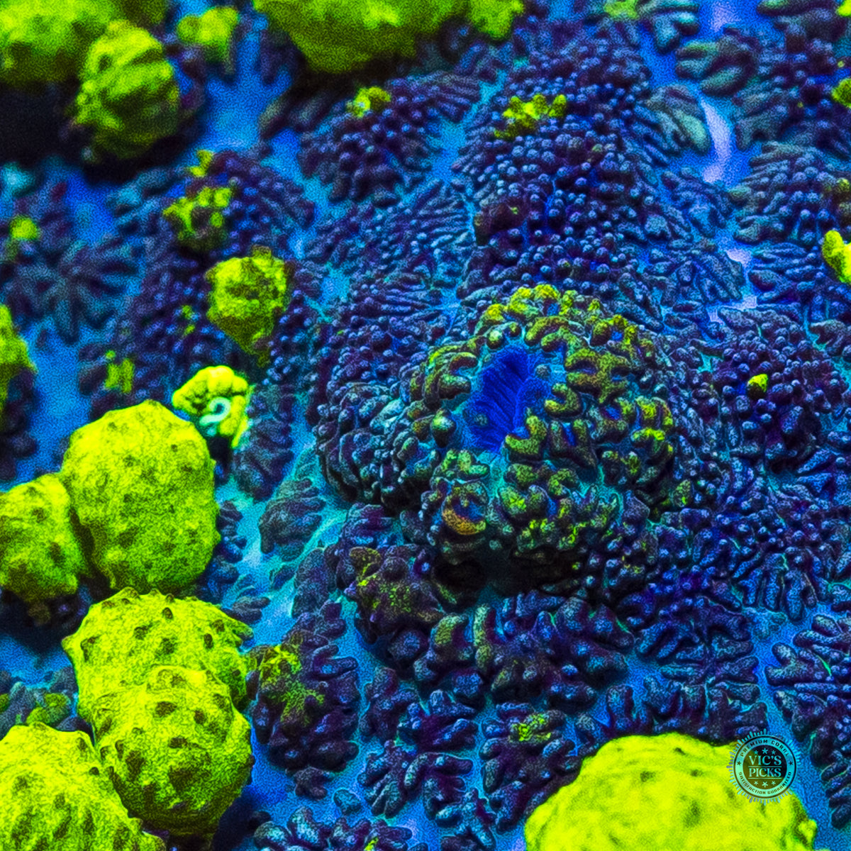 XL WWC Uranium Bounce Mushroom