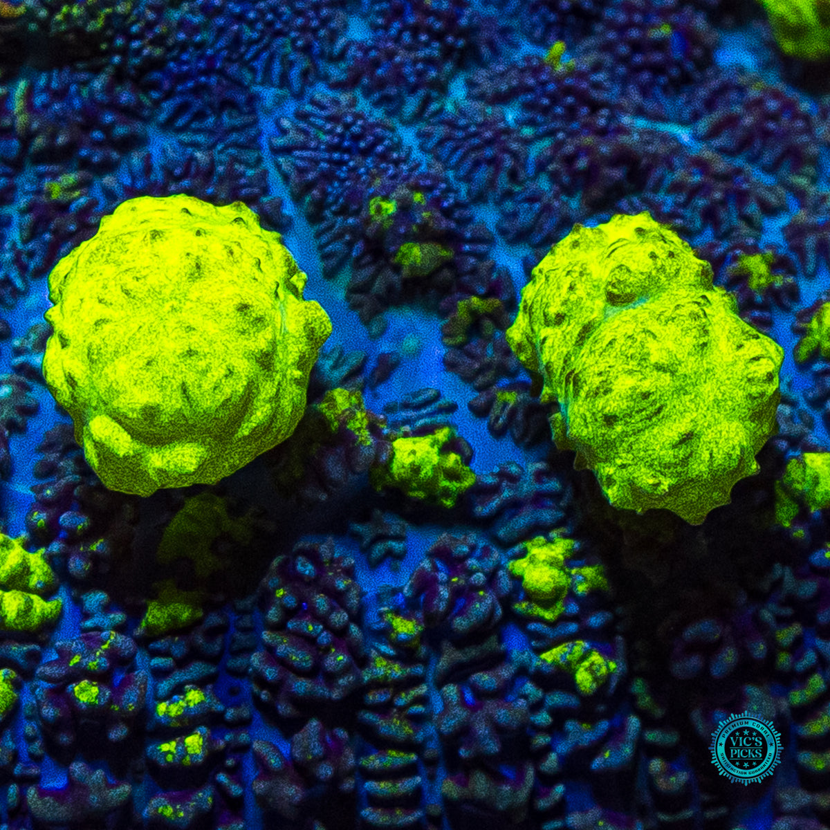 XL WWC Uranium Bounce Mushroom