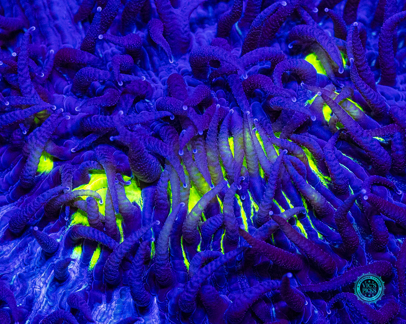 WWC Midnight Lovin Plate