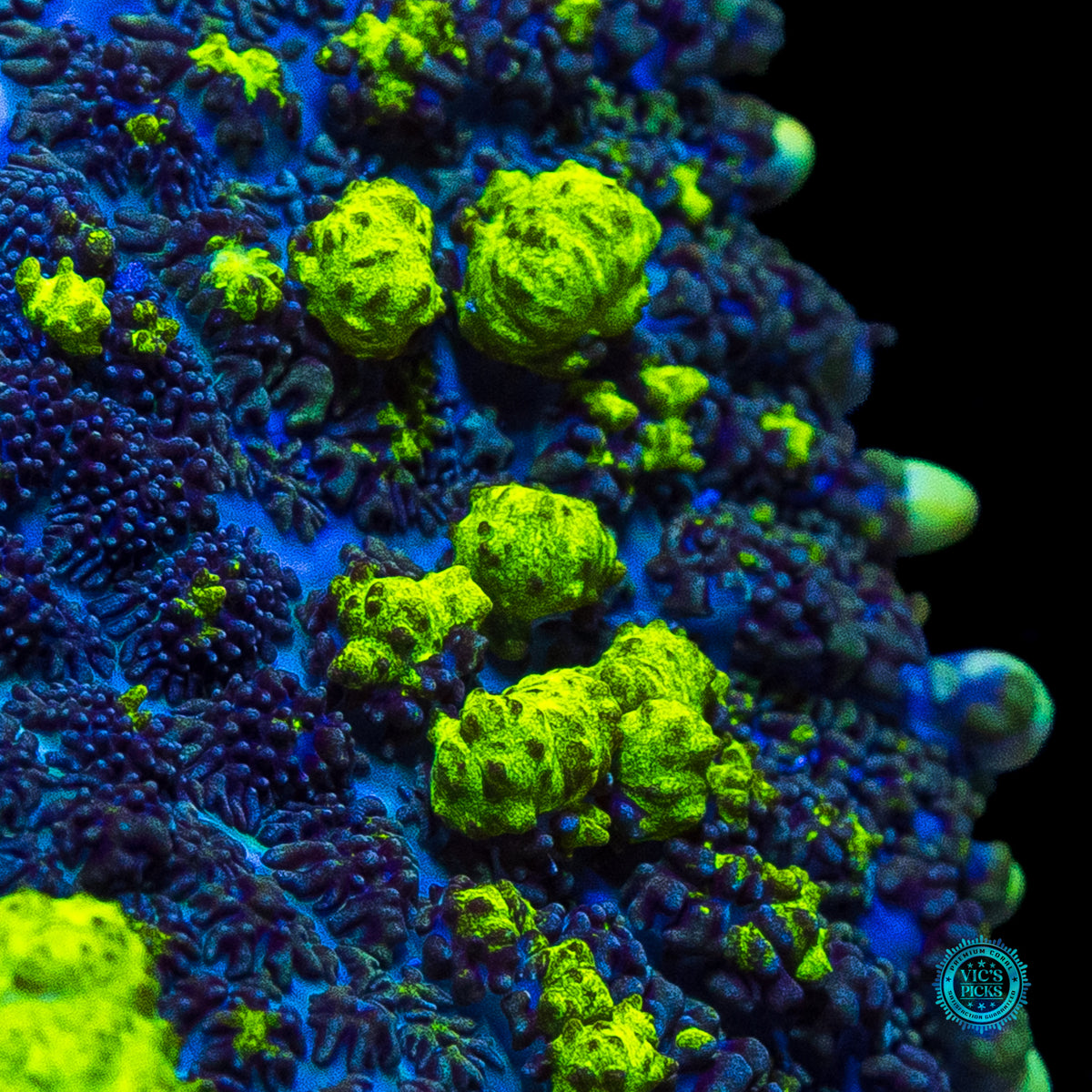 XL WWC Uranium Bounce Mushroom