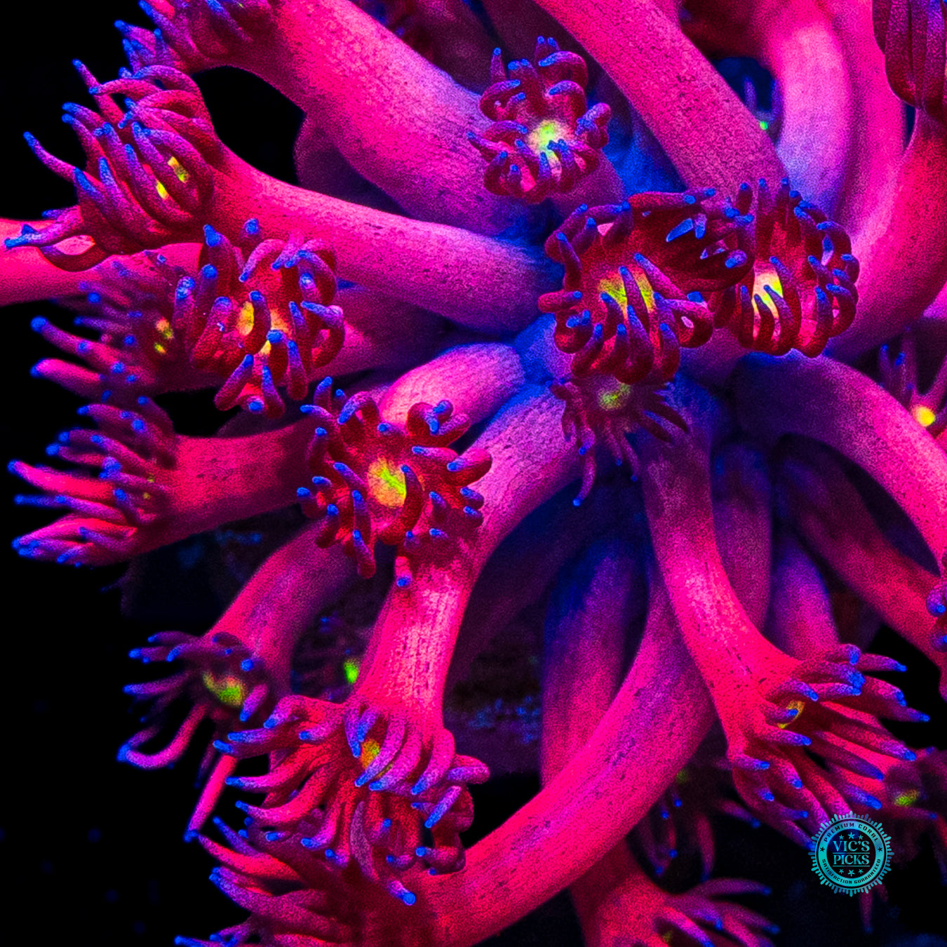 WWC Berry Bonkerz Goniopora