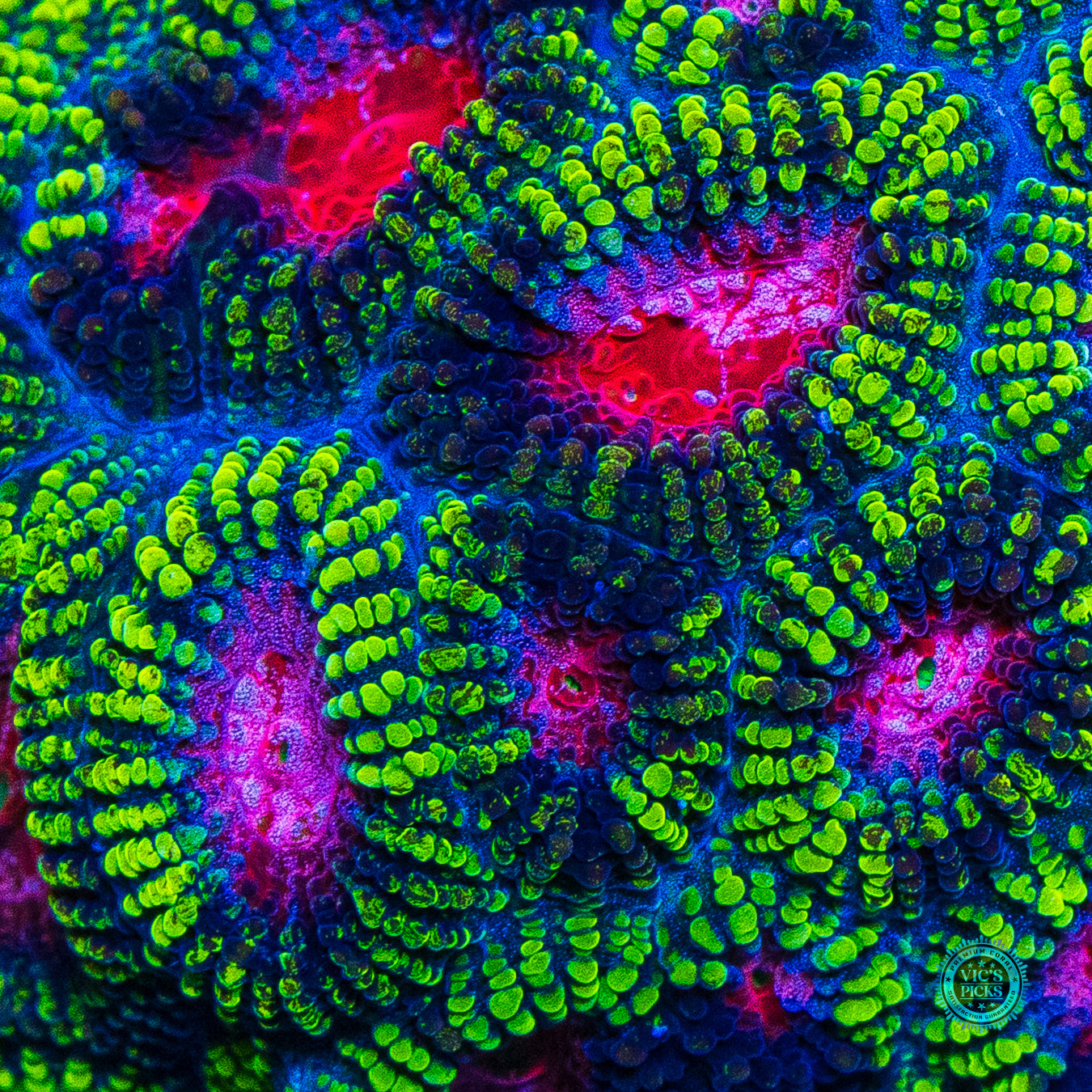 WWC Pinko De Gallo Favia