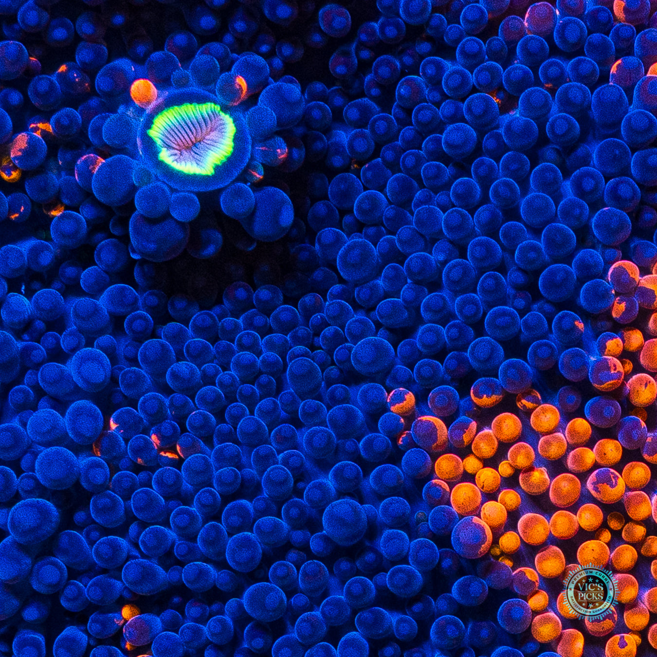 Oil Splash Yuma Mushroom