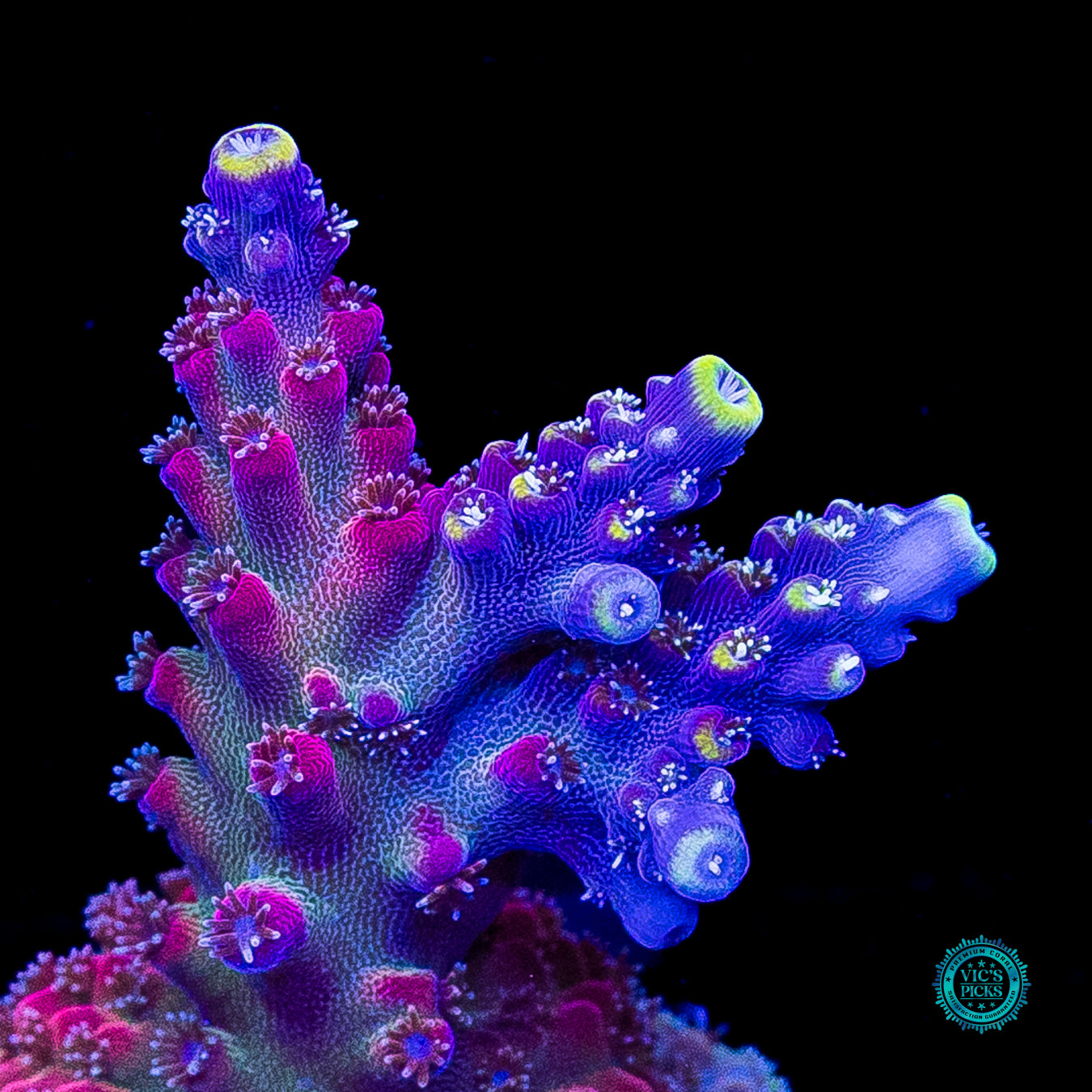 GWS Arcoiris Acropora
