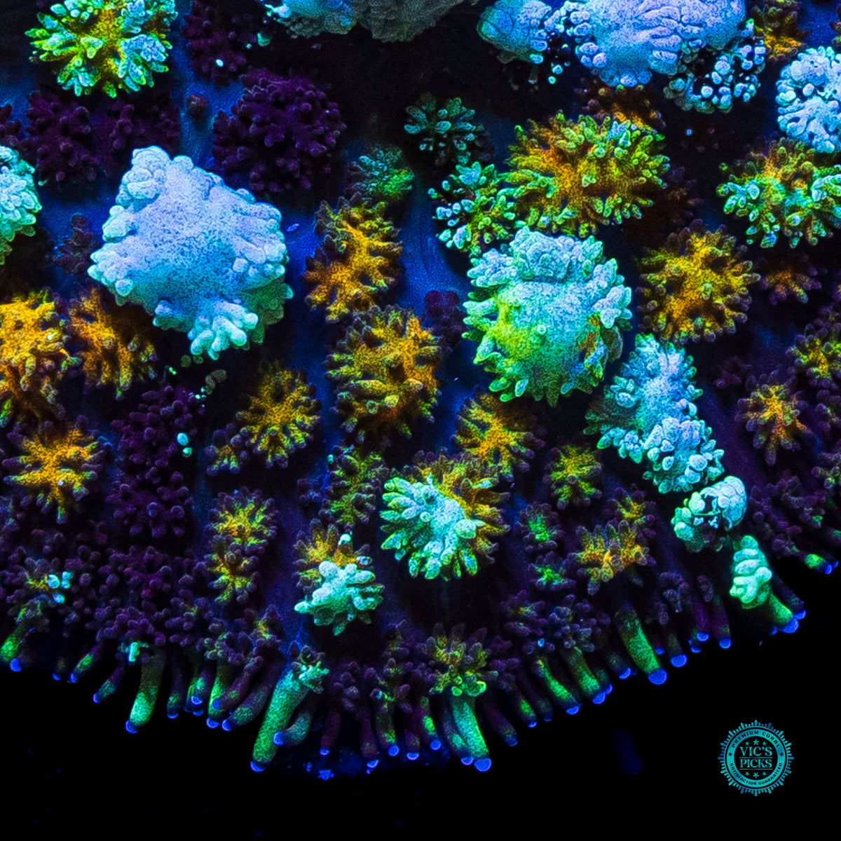 Intergalactic Void Carpet Mushroom