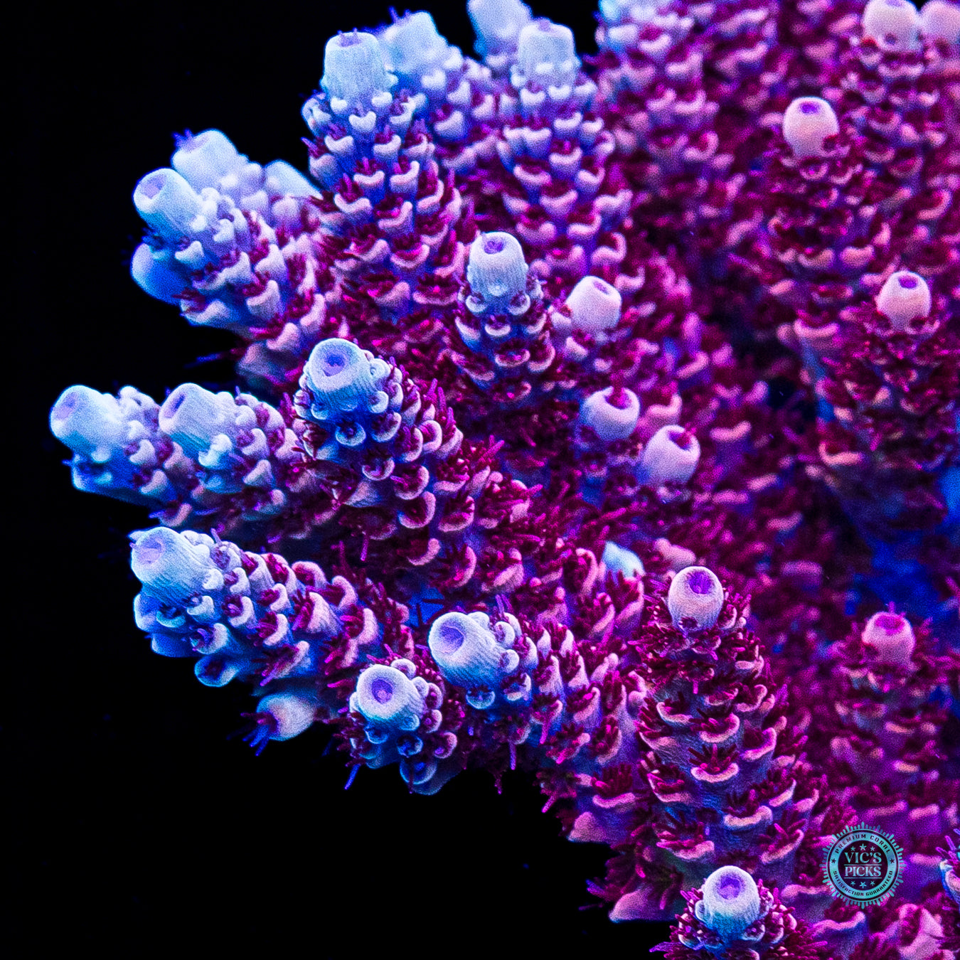 XXL WWC Dragon Slayer Acropora