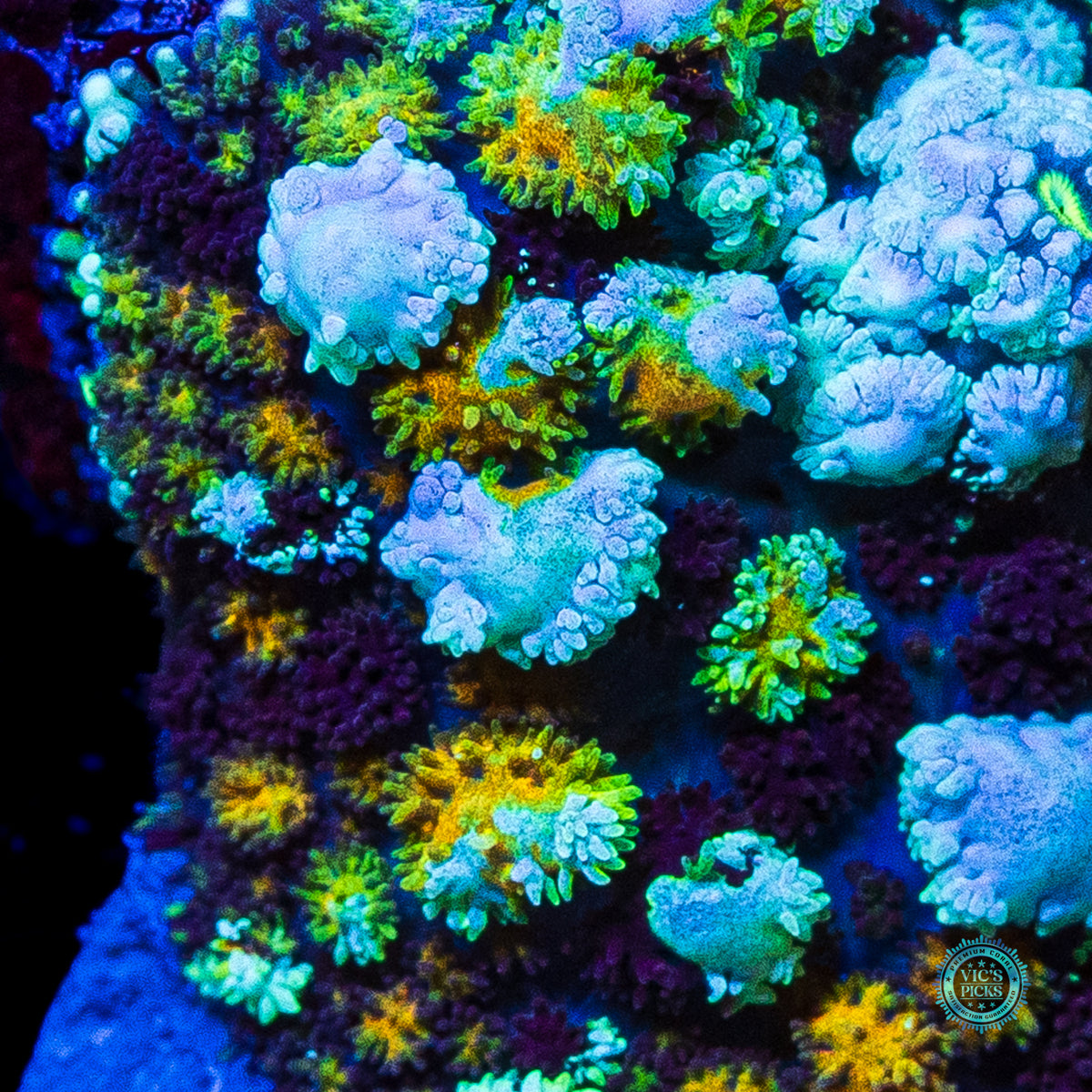 Intergalactic Void Carpet Mushroom