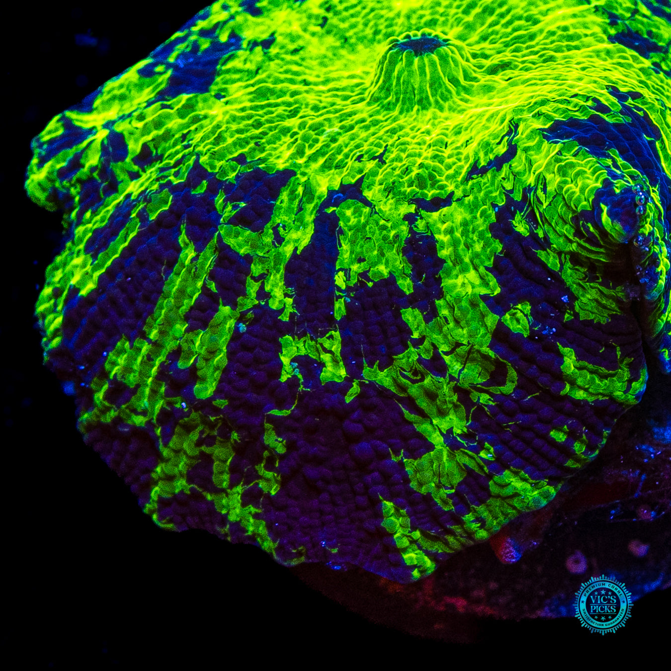 Kryptonite Disco Mushroom