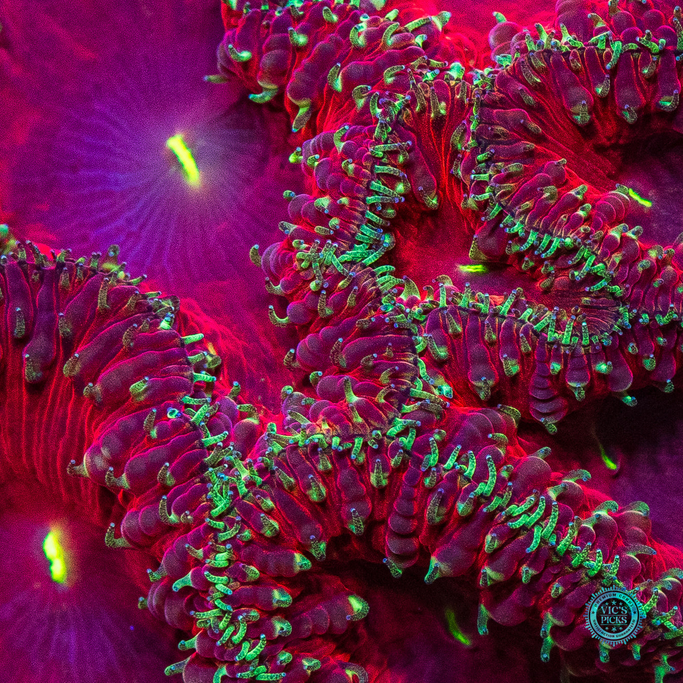 Toxic Sprinkles Blastomussa