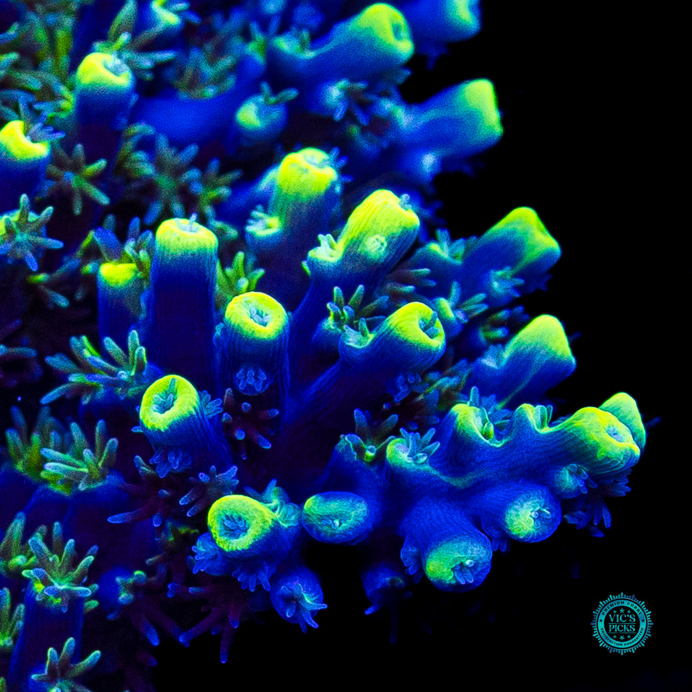 XL WWC Shark Bite Acropora