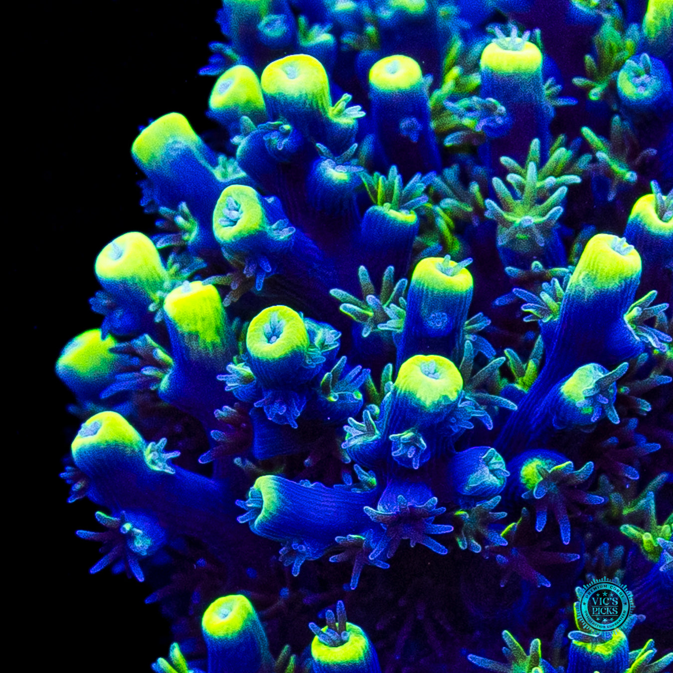 XL WWC Shark Bite Acropora