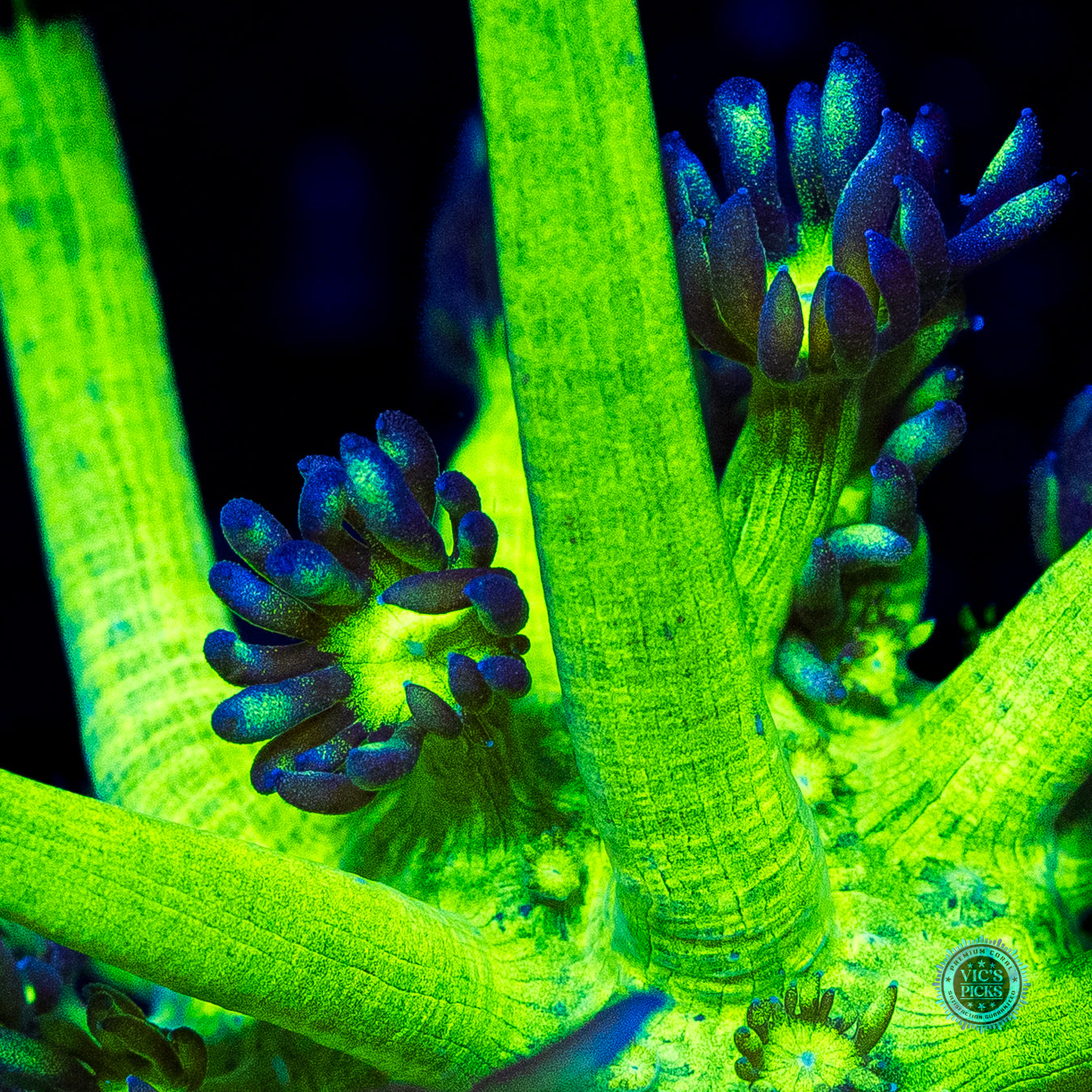 WWC Shadow Flame Goniopora