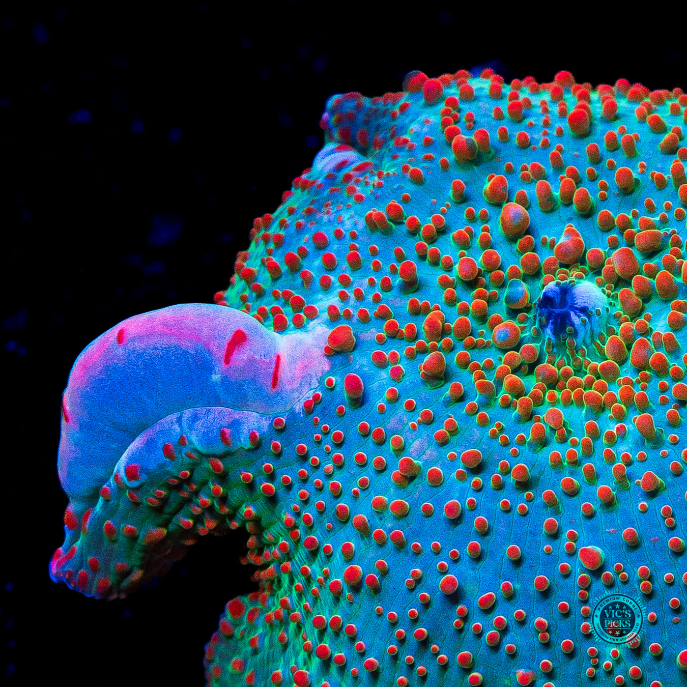 Bubbling Frog Juice Disco Mushroom