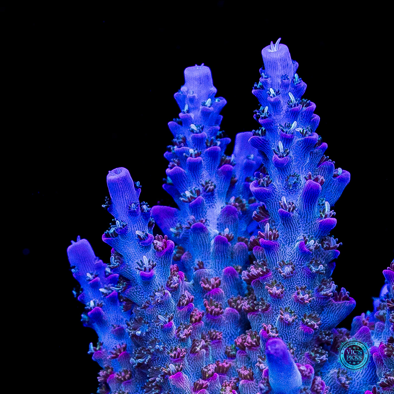 XL WWC Peacemaker Acropora