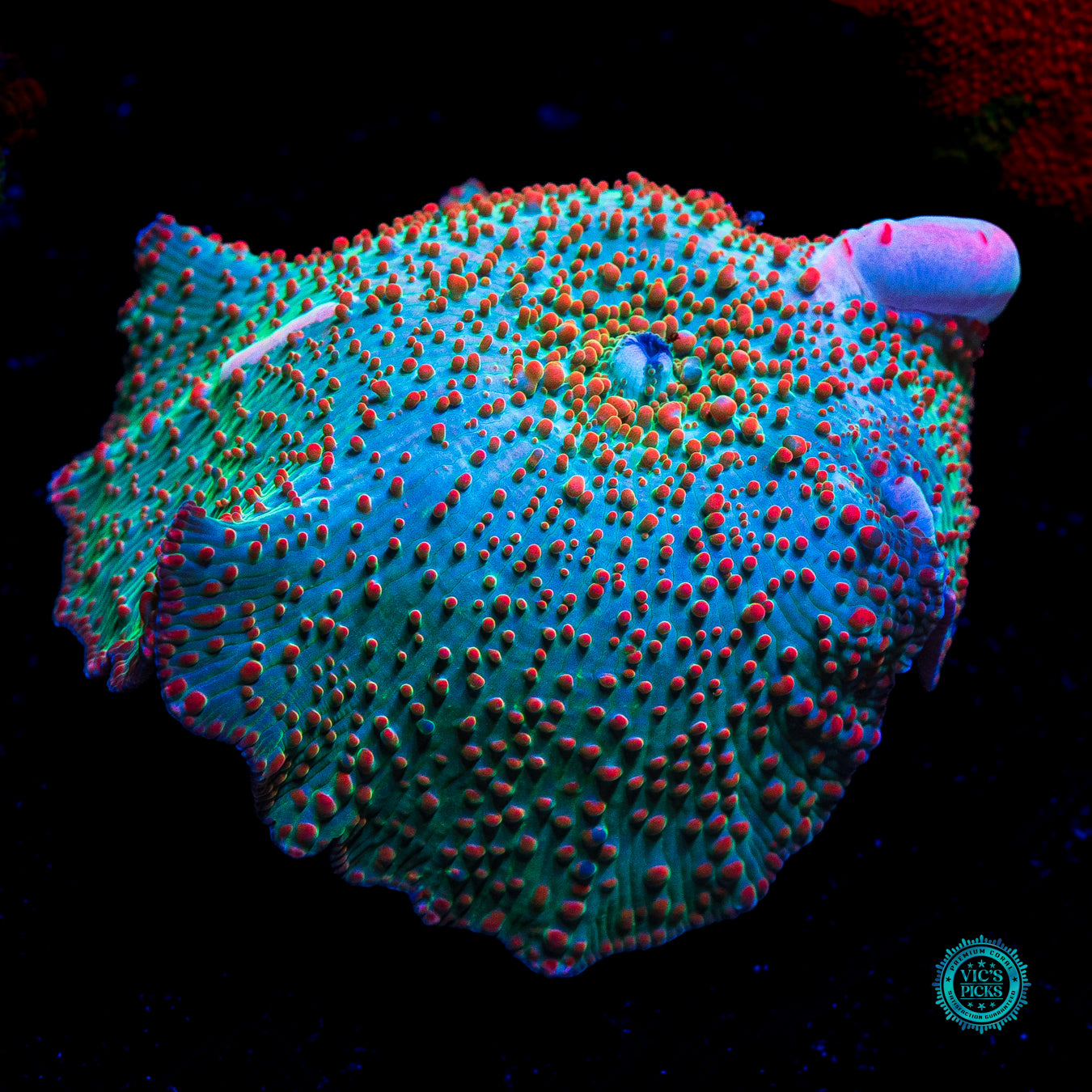 Bubbling Frog Juice Disco Mushroom