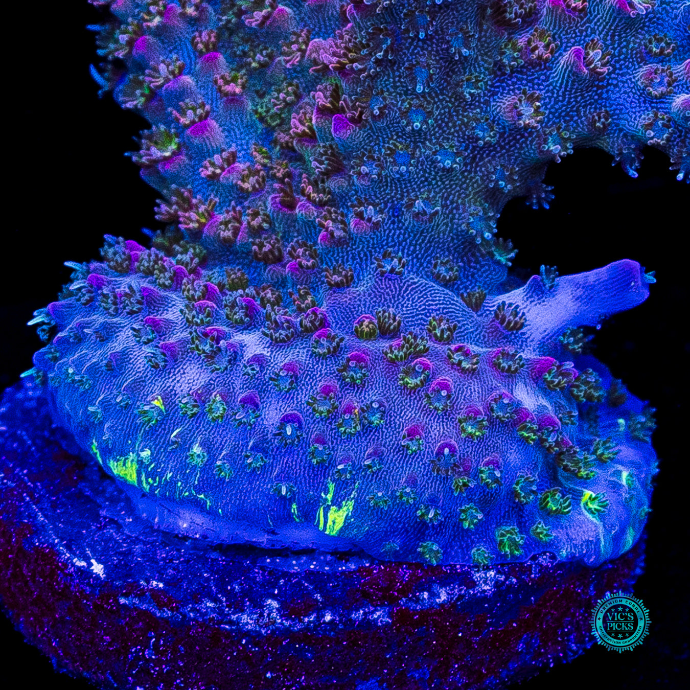 XL WWC Peacemaker Acropora
