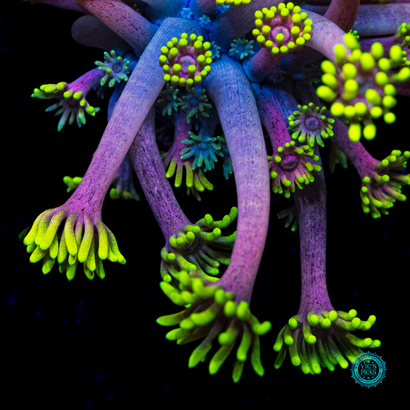 WWC Hail Hydra Goniopora