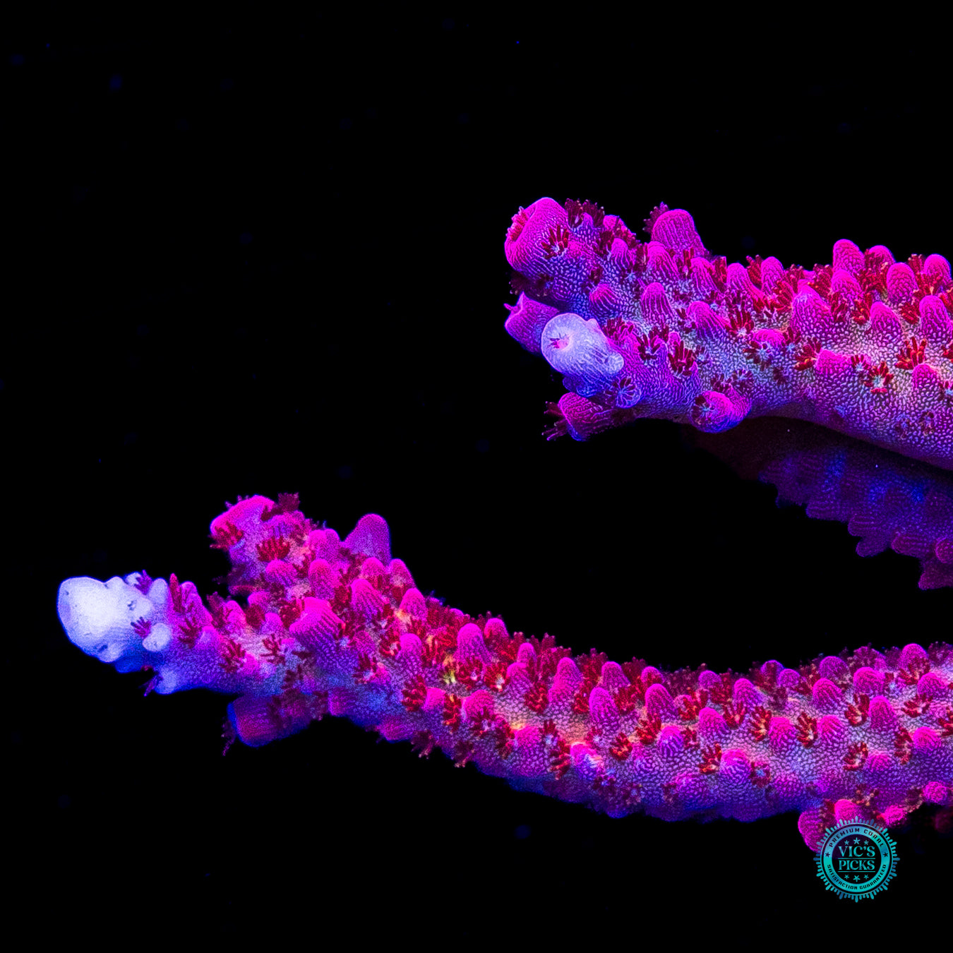XL PC Rainbow Acropora