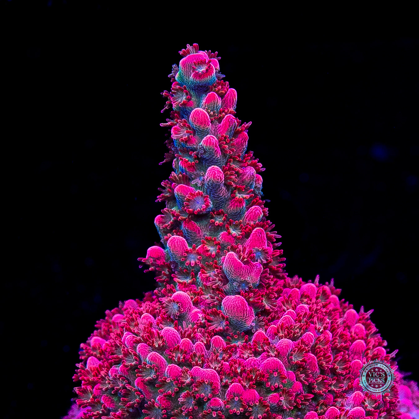 WWC Pantera Rosa Acropora