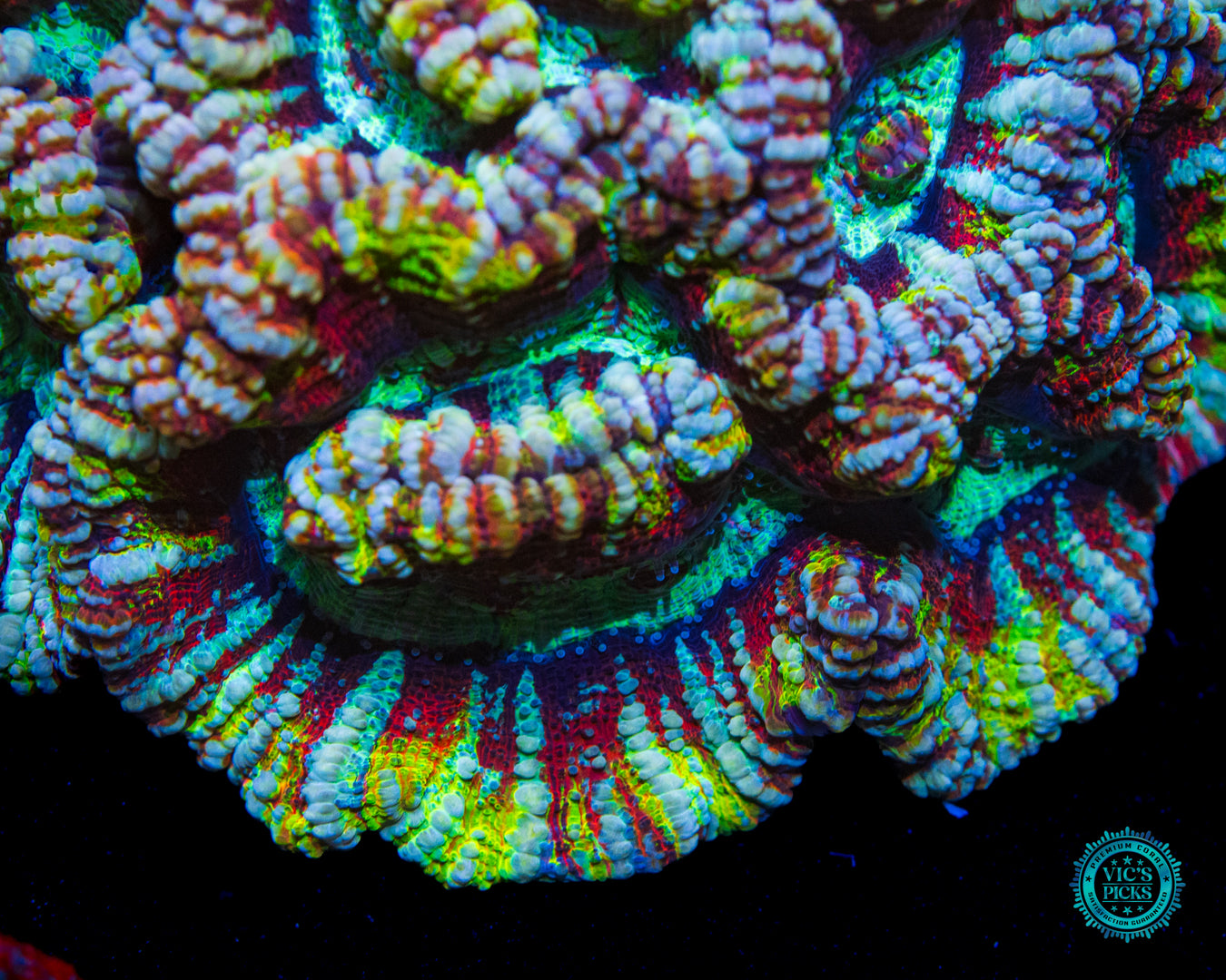 Super Fluff Rainbow Tiger Symphyllia Wilsoni