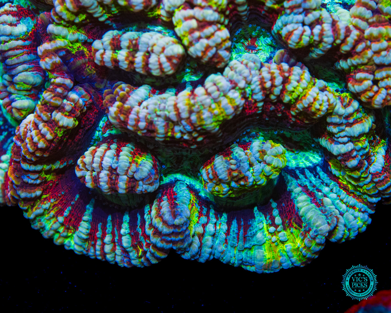 Super Fluff Rainbow Tiger Symphyllia Wilsoni