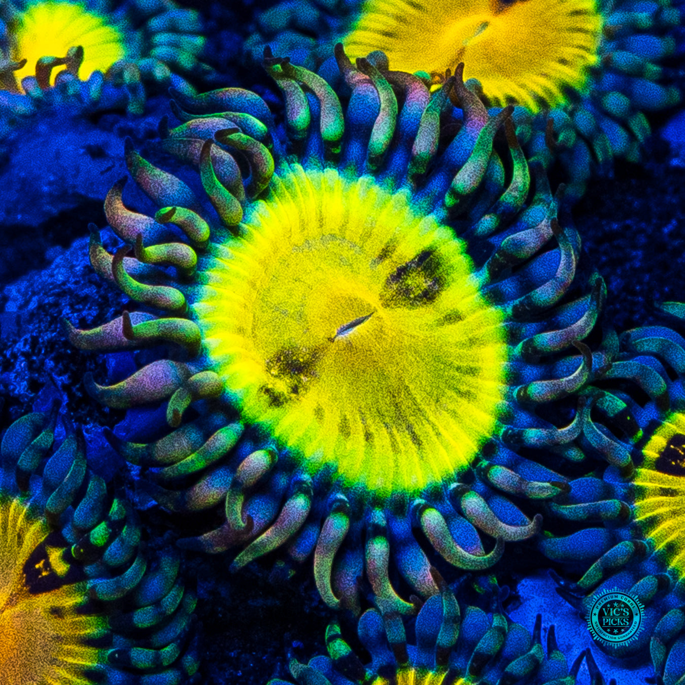 Jason Fox Butt Muncher Zoanthids